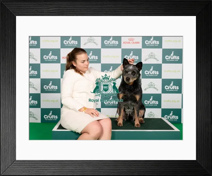 Framed Print : D-C-D-0-1-9-0 Crufts 2024 NEC Birmingham Pastoral Framed Print : D-C-D-0-1-9-0 Crufts 2024 NEC Birmingham Pastoral