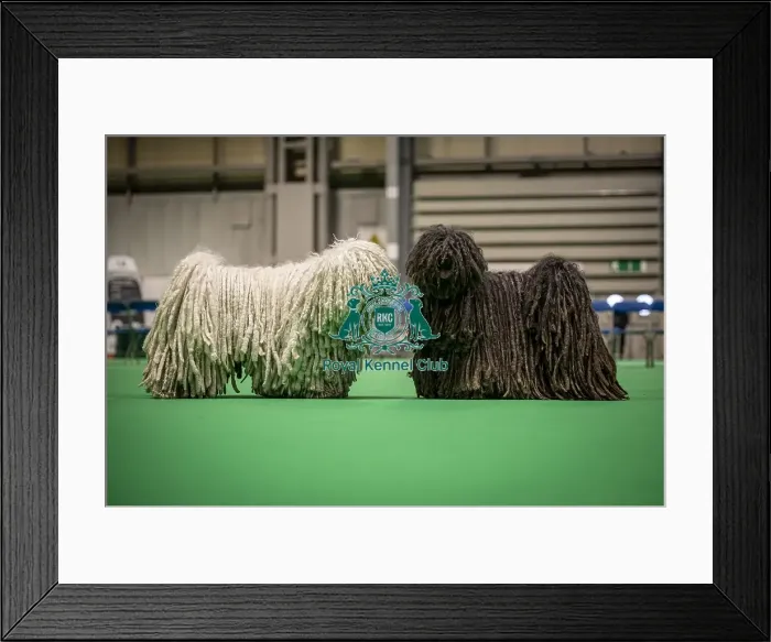 Framed Print : D-C-D-0-1-9-0 Crufts 2024 NEC Birmingham Day 3 Framed Print : D-C-D-0-1-9-0 Crufts 2024 NEC Birmingham Day 3