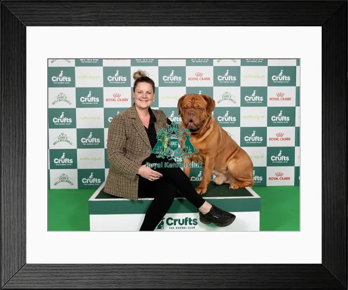 Framed Print : D-C-D-0-1-9-0 Crufts 2024 NEC Birmingham Working Framed Print : D-C-D-0-1-9-0 Crufts 2024 NEC Birmingham Working