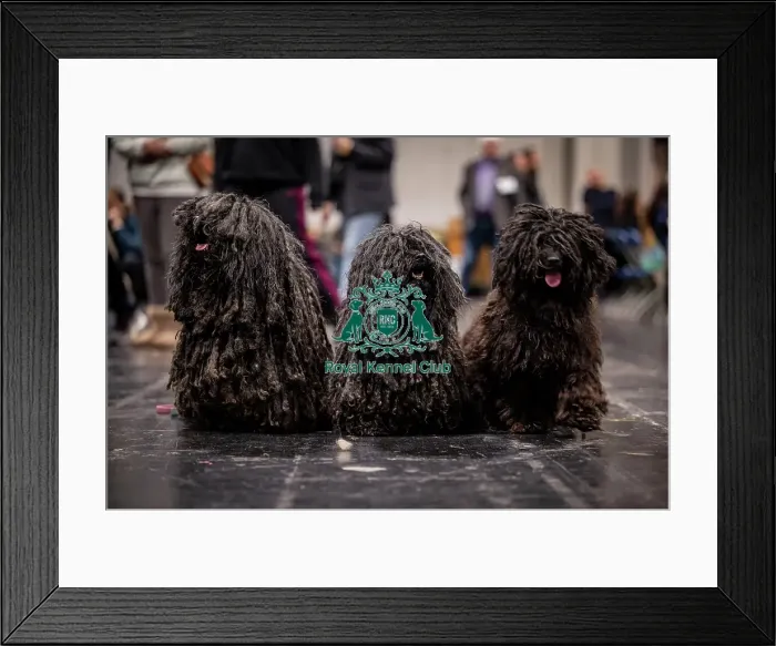Framed Print : D-C-D-0-1-9-0 Crufts 2024 NEC Birmingham Day 3 Framed Print : D-C-D-0-1-9-0 Crufts 2024 NEC Birmingham Day 3