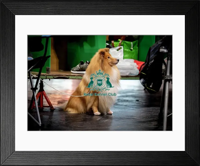 Framed Print : D-C-D-0-1-9-0 Crufts 2024 NEC Birmingham Day 3 Framed Print : D-C-D-0-1-9-0 Crufts 2024 NEC Birmingham Day 3