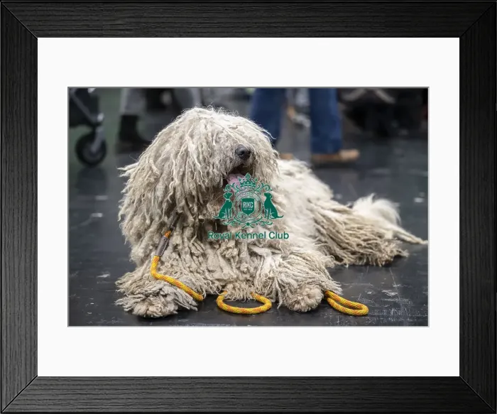 Framed Print : D-C-D-0-1-9-0 Crufts 2024 NEC Birmingham Day 3 Framed Print : D-C-D-0-1-9-0 Crufts 2024 NEC Birmingham Day 3