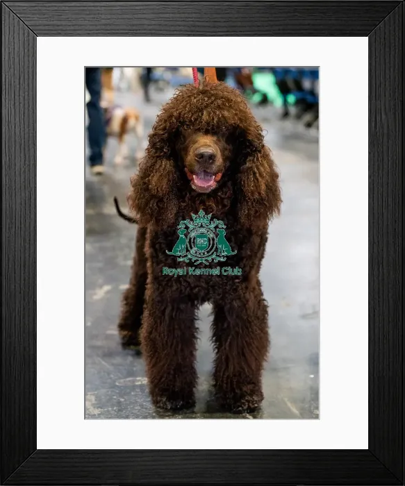 Framed Print : D-C-D-0-1-9-0 Crufts 2024 NEC Birmingham Day 2 Framed Print : D-C-D-0-1-9-0 Crufts 2024 NEC Birmingham Day 2