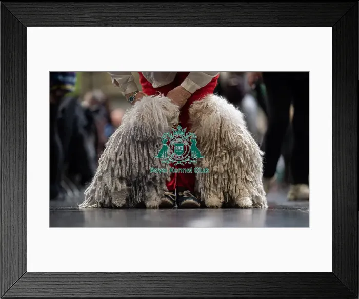 Framed Print : D-C-D-0-1-9-0 Crufts 2024 NEC Birmingham Day 3 Framed Print : D-C-D-0-1-9-0 Crufts 2024 NEC Birmingham Day 3