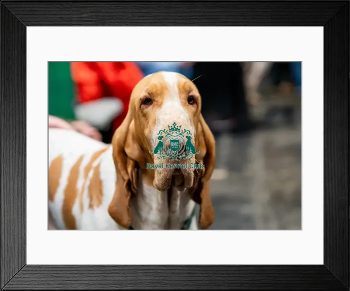 Framed Print : D-C-D-0-1-9-0 Crufts 2024 NEC Birmingham Day 2 Framed Print : D-C-D-0-1-9-0 Crufts 2024 NEC Birmingham Day 2