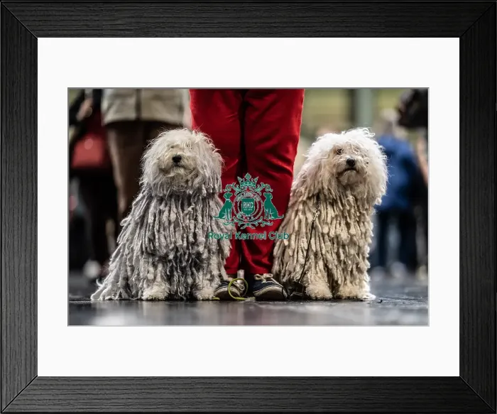 Framed Print : D-C-D-0-1-9-0 Crufts 2024 NEC Birmingham Day 3 Framed Print : D-C-D-0-1-9-0 Crufts 2024 NEC Birmingham Day 3
