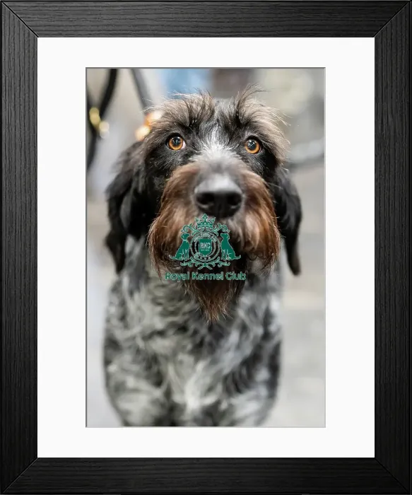 Framed Print : D-C-D-0-1-9-0 Crufts 2024 NEC Birmingham Day 2 Framed Print : D-C-D-0-1-9-0 Crufts 2024 NEC Birmingham Day 2