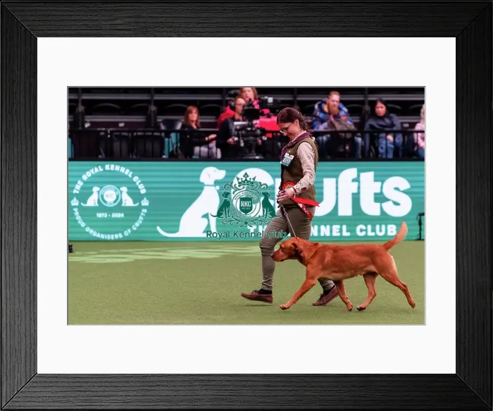 Framed Print : D-C-D-0-1-9-0 Crufts 2024 NEC Birmingham Day 2 Framed Print : D-C-D-0-1-9-0 Crufts 2024 NEC Birmingham Day 2