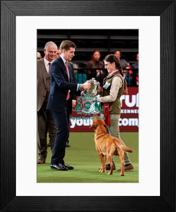 Framed Print : D-C-D-0-1-9-0 Crufts 2024 NEC Birmingham Day 2 Framed Print : D-C-D-0-1-9-0 Crufts 2024 NEC Birmingham Day 2