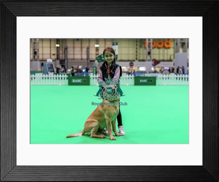 Framed Print : D-C-D-0-1-9-0 Crufts 2024 NEC Birmingham Day 2 Framed Print : D-C-D-0-1-9-0 Crufts 2024 NEC Birmingham Day 2