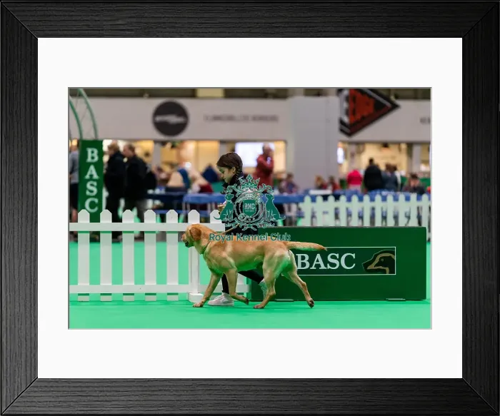 Framed Print : D-C-D-0-1-9-0 Crufts 2024 NEC Birmingham Day 2 Framed Print : D-C-D-0-1-9-0 Crufts 2024 NEC Birmingham Day 2
