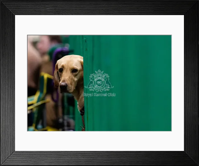 Framed Print : D-C-D-0-1-9-0 Crufts 2024 NEC Birmingham Day 2 Framed Print : D-C-D-0-1-9-0 Crufts 2024 NEC Birmingham Day 2