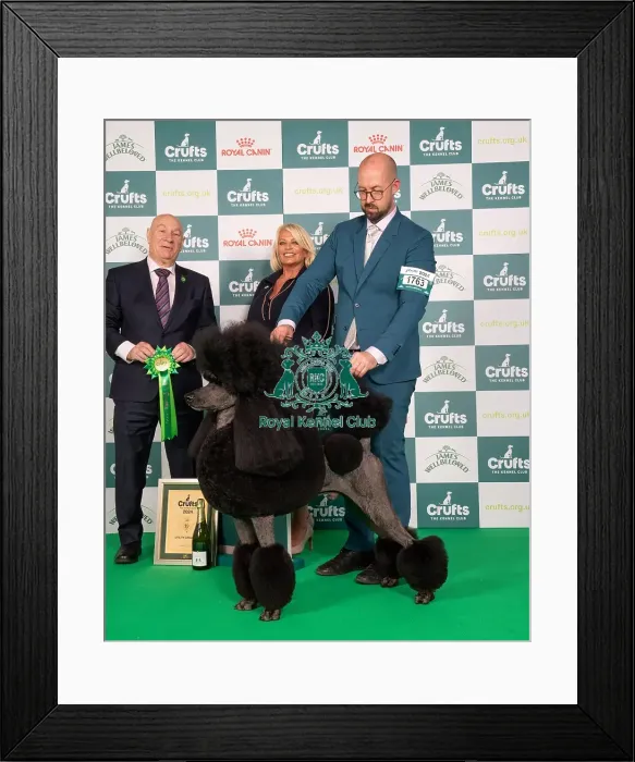 Framed Print : D-C-D-0-1-9-0 Crufts 2024 NEC Birmingham Best In Group