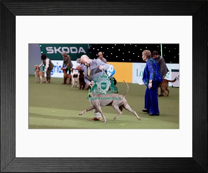 Framed Print : D-C-D-0-1-9-0 Crufts 2024 NEC Birmingham Gundog