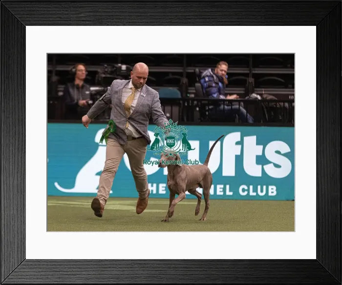 Framed Print : D-C-D-0-1-9-0 Crufts 2024 NEC Birmingham Gundog