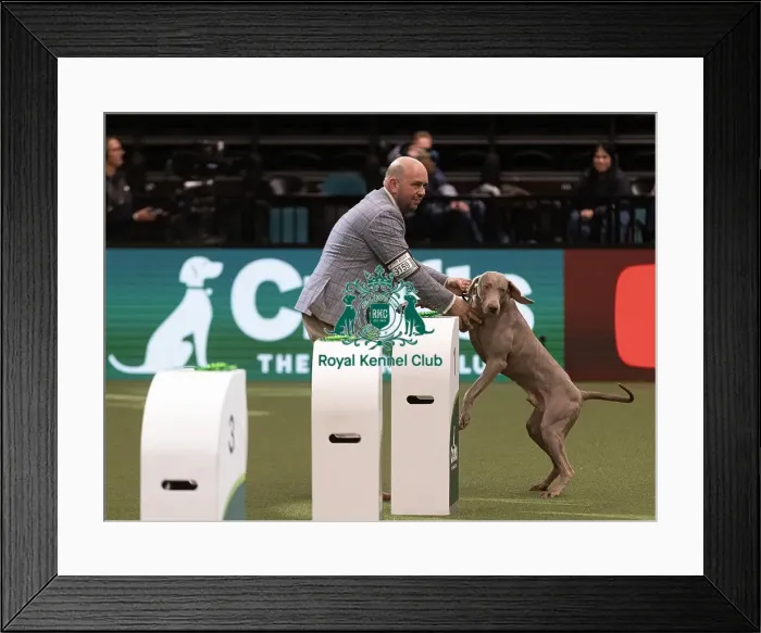 Framed Print : D-C-D-0-1-9-0 Crufts 2024 NEC Birmingham Gundog