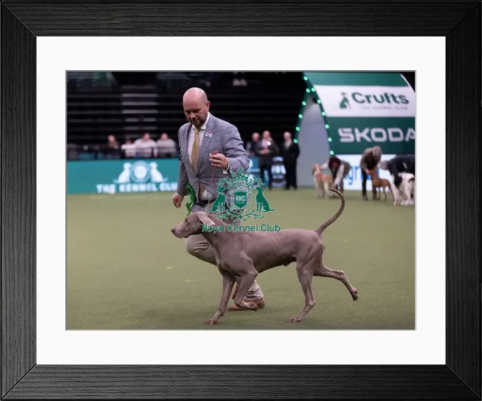 Framed Print : D-C-D-0-1-9-0 Crufts 2024 NEC Birmingham Gundog