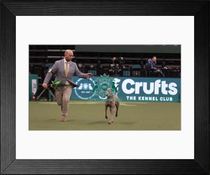 Framed Print : D-C-D-0-1-9-0 Crufts 2024 NEC Birmingham Gundog
