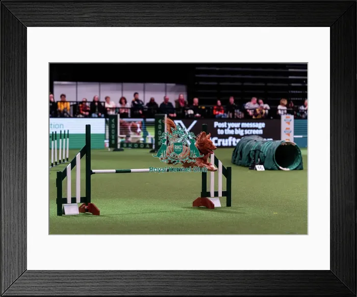 Framed Print : D-C-D-0-1-9-0 Crufts 2024 NEC Birmingham Day 2 Framed Print : D-C-D-0-1-9-0 Crufts 2024 NEC Birmingham Day 2