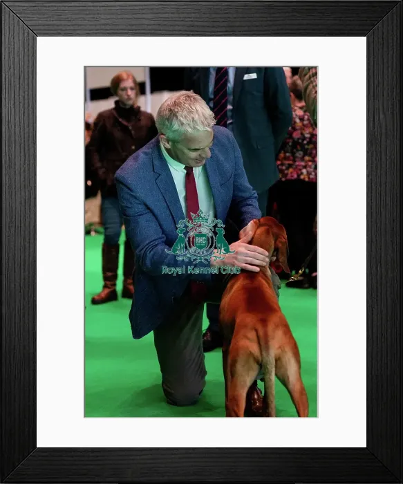 Framed Print : D-C-D-0-1-9-0 Crufts 2024 NEC Birmingham Day 2