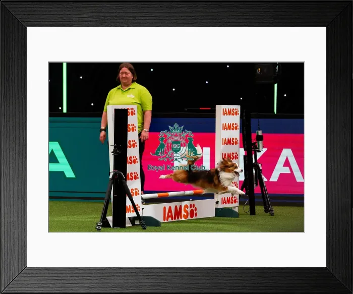Framed Print : D-C-D-0-1-9-0 Crufts 2024 NEC Birmingham Day 2 Framed Print : D-C-D-0-1-9-0 Crufts 2024 NEC Birmingham Day 2