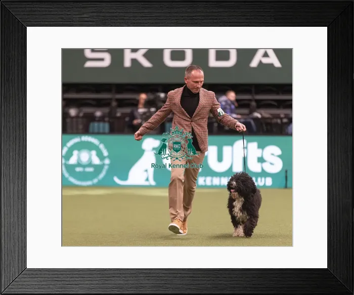 Framed Print : D-C-D-0-1-9-0 Crufts 2024 NEC Birmingham Gundog Framed Print : D-C-D-0-1-9-0 Crufts 2024 NEC Birmingham Gundog