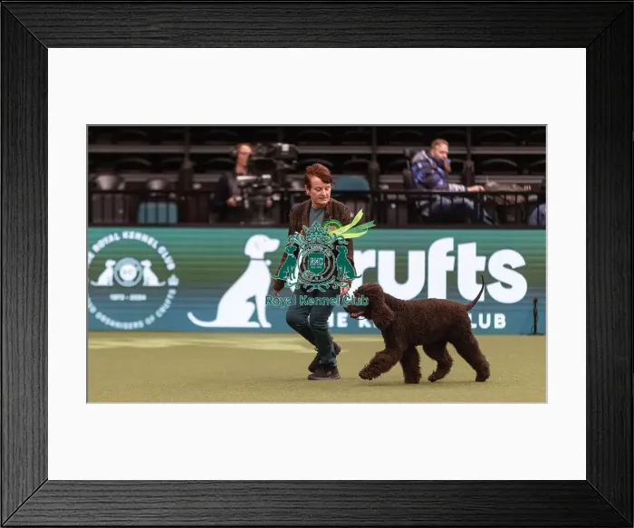 Framed Print : D-C-D-0-1-9-0 Crufts 2024 NEC Birmingham Gundog Framed Print : D-C-D-0-1-9-0 Crufts 2024 NEC Birmingham Gundog