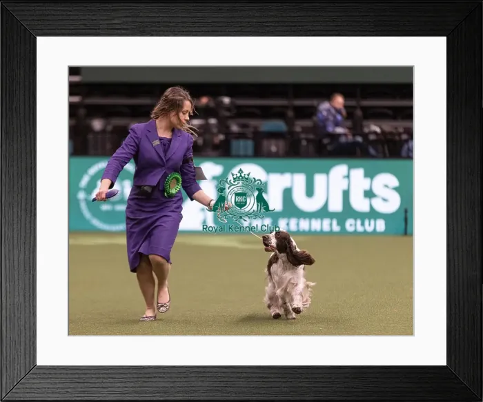 Framed Print : D-C-D-0-1-9-0 Crufts 2024 NEC Birmingham Gundog Framed Print : D-C-D-0-1-9-0 Crufts 2024 NEC Birmingham Gundog