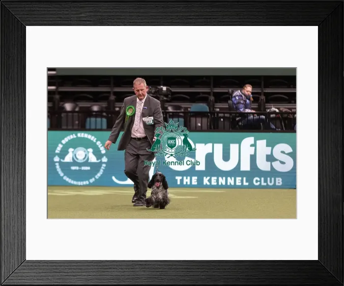 Framed Print : D-C-D-0-1-9-0 Crufts 2024 NEC Birmingham Gundog