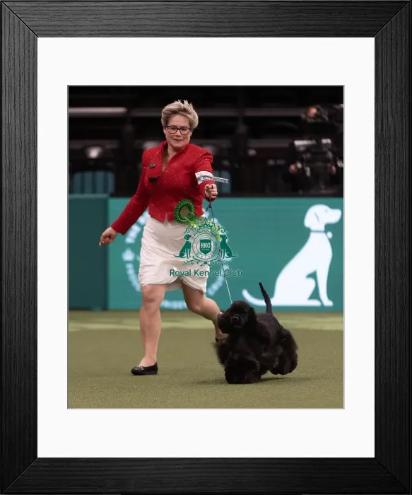 Framed Print : D-C-D-0-1-9-0 Crufts 2024 NEC Birmingham Gundog Framed Print : D-C-D-0-1-9-0 Crufts 2024 NEC Birmingham Gundog