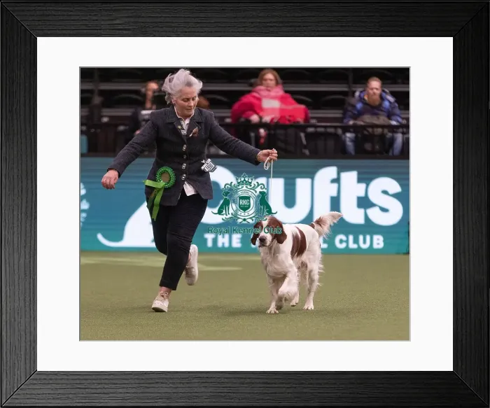 Framed Print : D-C-D-0-1-9-0 Crufts 2024 NEC Birmingham Gundog