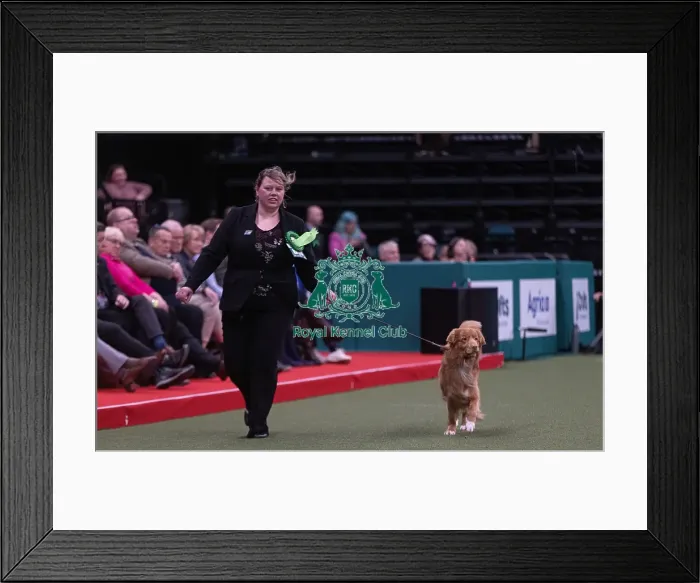 Framed Print : D-C-D-0-1-9-0 Crufts 2024 NEC Birmingham Gundog Framed Print : D-C-D-0-1-9-0 Crufts 2024 NEC Birmingham Gundog