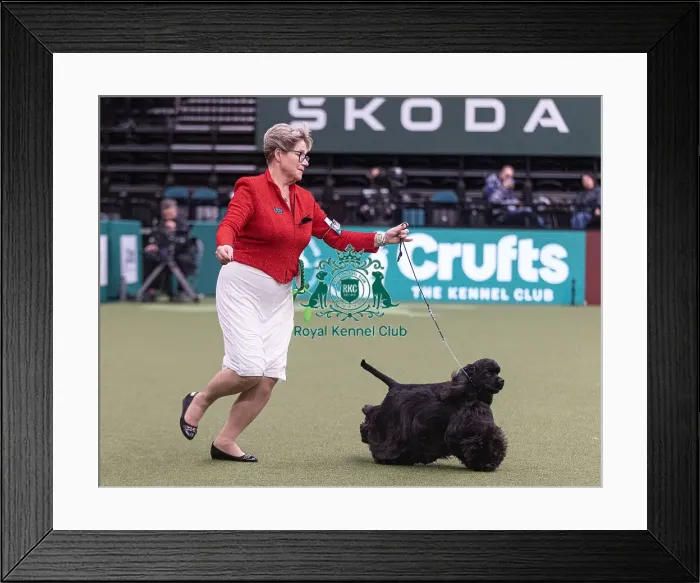 Framed Print : D-C-D-0-1-9-0 Crufts 2024 NEC Birmingham Gundog