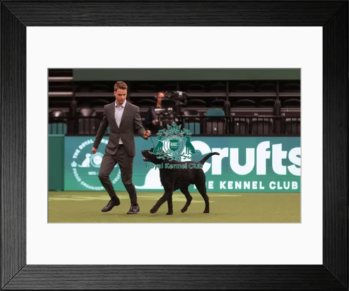 Framed Print : D-C-D-0-1-9-0 Crufts 2024 NEC Birmingham Gundog Framed Print : D-C-D-0-1-9-0 Crufts 2024 NEC Birmingham Gundog