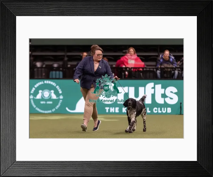 Framed Print : D-C-D-0-1-9-0 Crufts 2024 NEC Birmingham Gundog Framed Print : D-C-D-0-1-9-0 Crufts 2024 NEC Birmingham Gundog