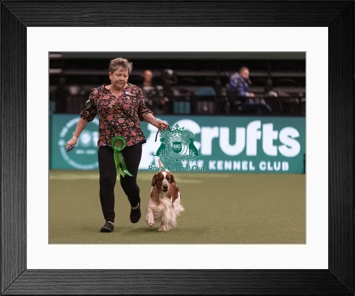 Framed Print : D-C-D-0-1-9-0 Crufts 2024 NEC Birmingham Gundog Framed Print : D-C-D-0-1-9-0 Crufts 2024 NEC Birmingham Gundog
