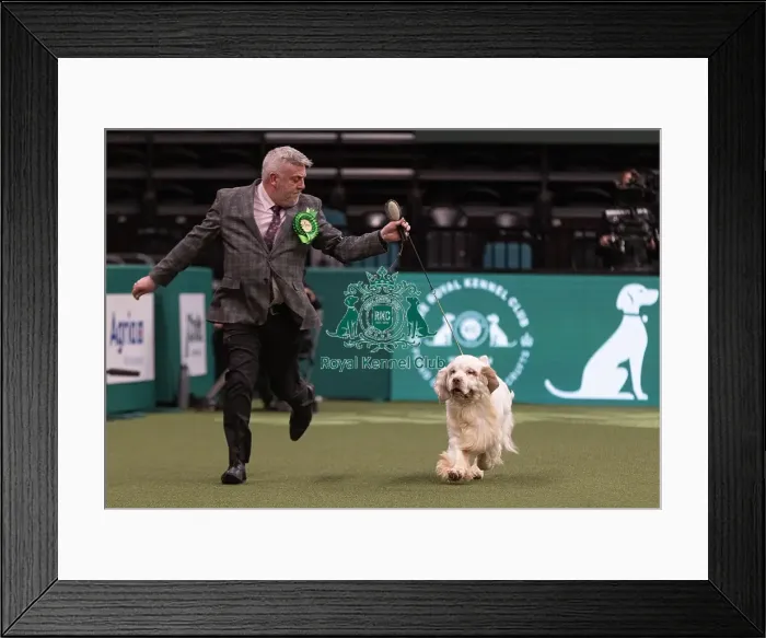 Framed Print : D-C-D-0-1-9-0 Crufts 2024 NEC Birmingham Gundog Framed Print : D-C-D-0-1-9-0 Crufts 2024 NEC Birmingham Gundog