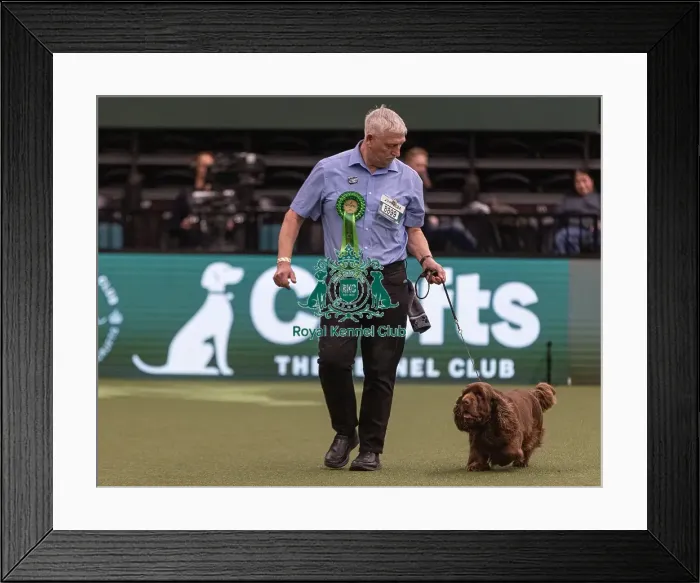 Framed Print : D-C-D-0-1-9-0 Crufts 2024 NEC Birmingham Gundog Framed Print : D-C-D-0-1-9-0 Crufts 2024 NEC Birmingham Gundog