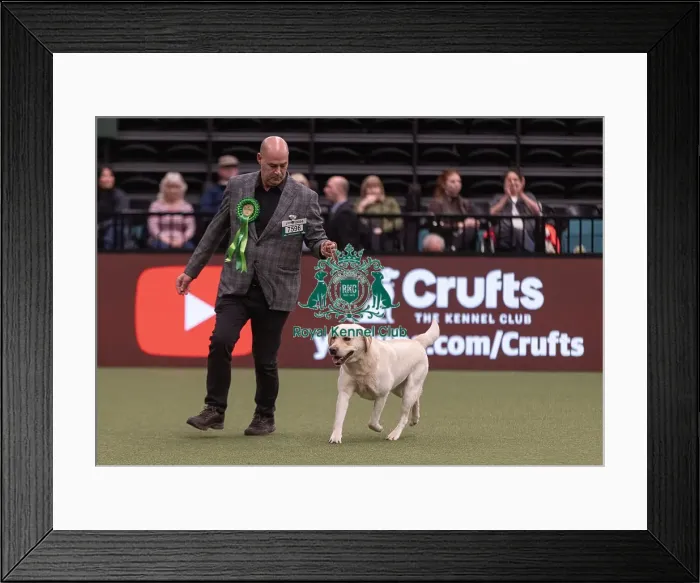 Framed Print : D-C-D-0-1-9-0 Crufts 2024 NEC Birmingham Gundog