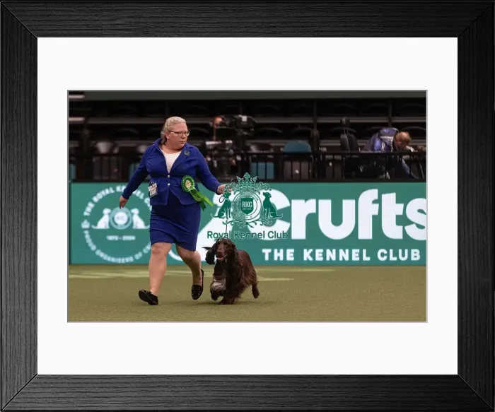 Framed Print : D-C-D-0-1-9-0 Crufts 2024 NEC Birmingham Gundog