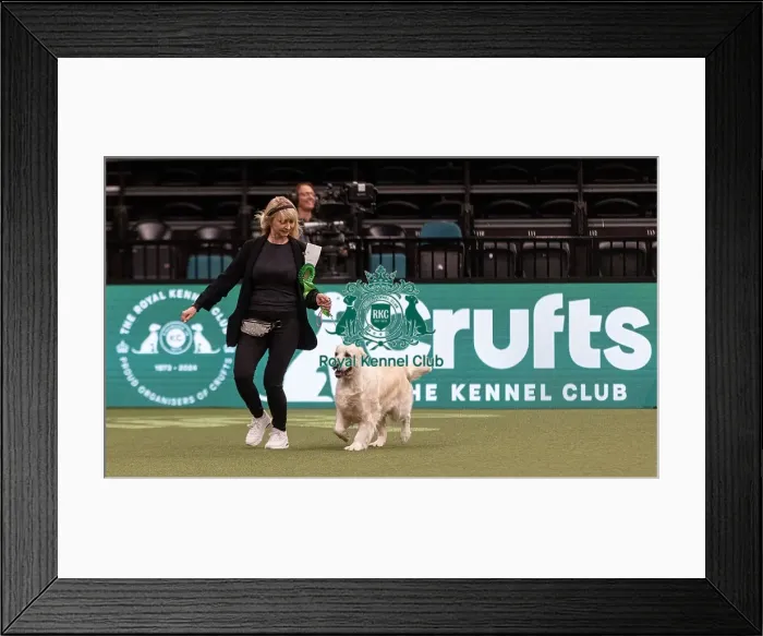 Framed Print : D-C-D-0-1-9-0 Crufts 2024 NEC Birmingham Gundog Framed Print : D-C-D-0-1-9-0 Crufts 2024 NEC Birmingham Gundog
