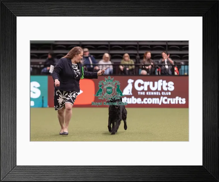 Framed Print : D-C-D-0-1-9-0 Crufts 2024 NEC Birmingham Gundog