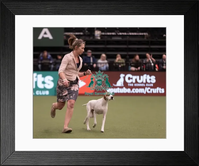 Framed Print : D-C-D-0-1-9-0 Crufts 2024 NEC Birmingham Gundog
