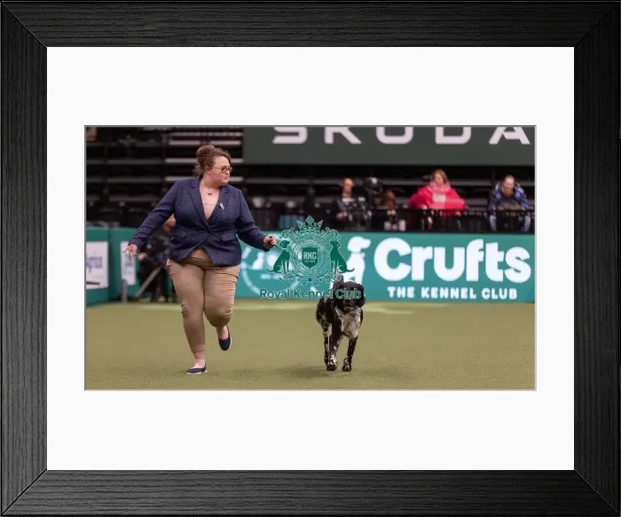 Framed Print : D-C-D-0-1-9-0 Crufts 2024 NEC Birmingham Gundog Framed Print : D-C-D-0-1-9-0 Crufts 2024 NEC Birmingham Gundog
