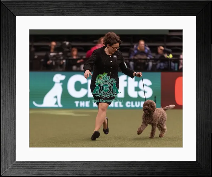 Framed Print : D-C-D-0-1-9-0 Crufts 2024 NEC Birmingham Gundog Framed Print : D-C-D-0-1-9-0 Crufts 2024 NEC Birmingham Gundog