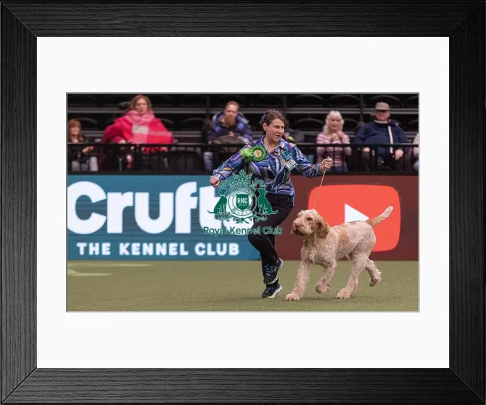 Framed Print : D-C-D-0-1-9-0 Crufts 2024 NEC Birmingham Gundog Framed Print : D-C-D-0-1-9-0 Crufts 2024 NEC Birmingham Gundog