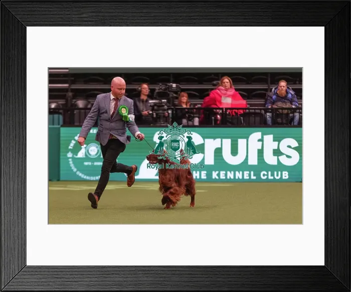 Framed Print : D-C-D-0-1-9-0 Crufts 2024 NEC Birmingham Gundog