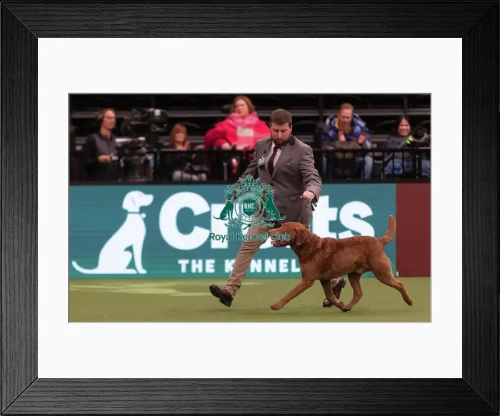 Framed Print : D-C-D-0-1-9-0 Crufts 2024 NEC Birmingham Gundog Framed Print : D-C-D-0-1-9-0 Crufts 2024 NEC Birmingham Gundog