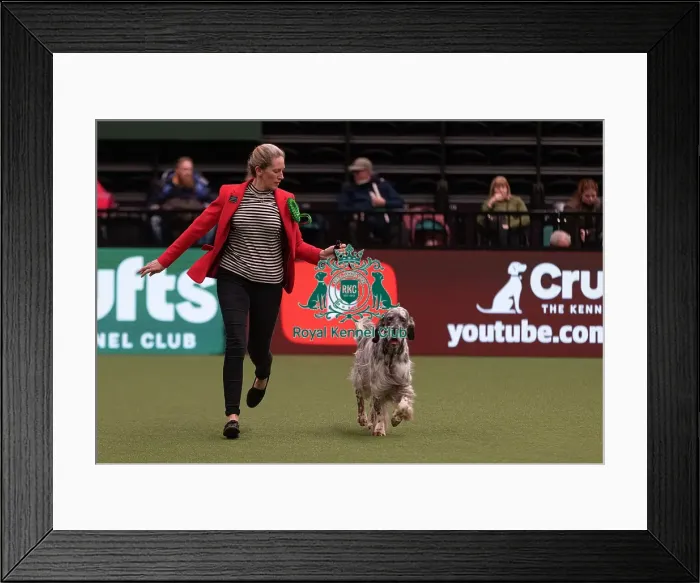 Framed Print : D-C-D-0-1-9-0 Crufts 2024 NEC Birmingham Gundog Framed Print : D-C-D-0-1-9-0 Crufts 2024 NEC Birmingham Gundog