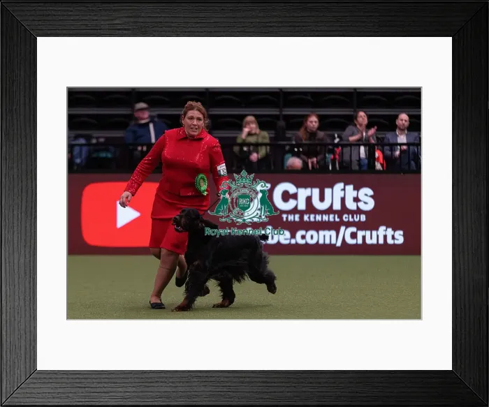 Framed Print : D-C-D-0-1-9-0 Crufts 2024 NEC Birmingham Gundog Framed Print : D-C-D-0-1-9-0 Crufts 2024 NEC Birmingham Gundog